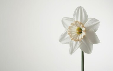 Obraz premium Elegance in White: Stunning Realistic Photography of a Single Daffodil Flower with High Contrast on a Fresh Background