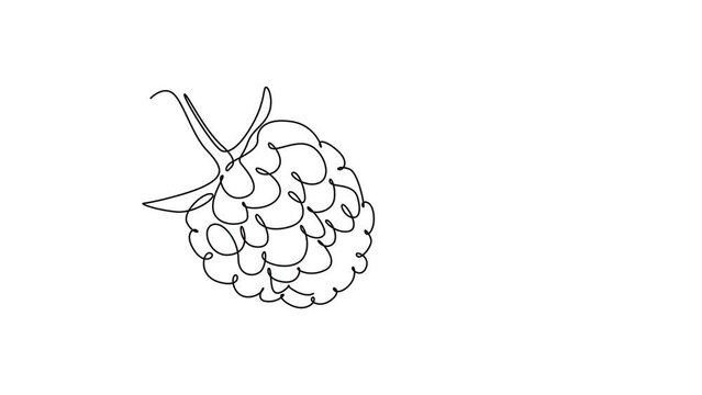 Self drawing animation of single line draw of whole healthy organic raspberry for orchard logo identity. Fresh berry fruitage concept for fruit garden icon. Continuous line draw. Full length animated
