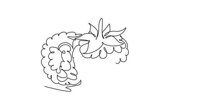 Self drawing animation of single line draw of whole healthy organic raspberry for orchard logo identity. Fresh berry fruitage concept for fruit garden icon. Continuous line draw. Full length animated