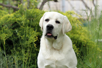 yellow labrador retriever in summer close up