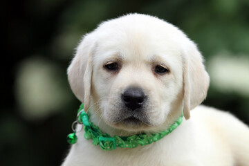 yellow labrador retriever in summer close up