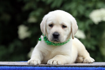 yellow labrador retriever in summer close up