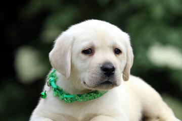yellow labrador retriever in summer close up