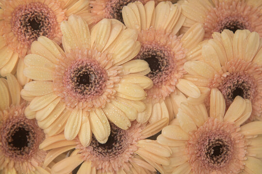 fresh background of pink and yellow chrysanthemum, gerbera or germini flowers
