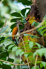Greater flameback Woodpecker