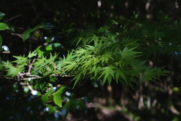 生き生きとした、緑の葉。