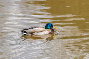 Swimming Duck