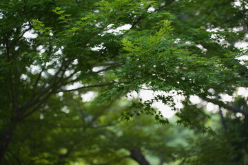 Obraz premium 綺麗な青紅葉