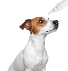 Giving medical drops to cute dog on white background