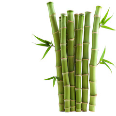 [Transparent Background PNG]Fresh green bamboo plants isolated on white background