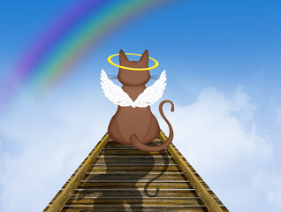 cat on the rainbow bridge