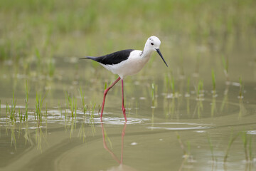Black-winged stilt (Himantopus himantopus), very long-legged wader in the avocet and stilt family. Nature reserve of the Isonzo river mouth, Isola della Cona, Friuli Venezia Giulia, Italy.