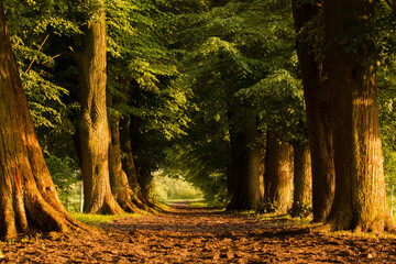 Wiejska droga wysadzana szpalerem starych drzew © kubikactive