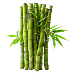 Obraz premium [Transparent Background PNG]Green Bamboo Stalks on White Background