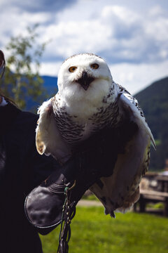 Flaumi, die Schneek&ouml;nigin von Kapfenberg
