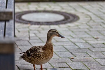 duck in the park in soest