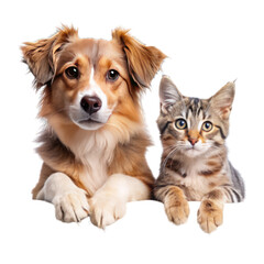 A studio portrait of two adorable chihuahua puppies sitting together on a white background