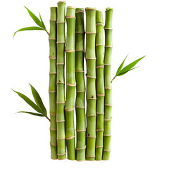[Transparent Background PNG]Fresh green bamboo stalks with leaves