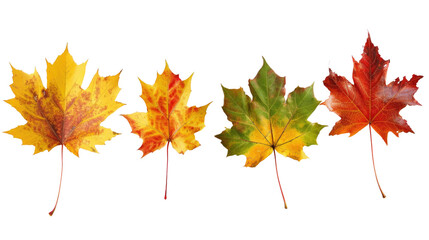 Fototapeta premium Four vibrant maple leaves in various stages of autumnal color, from yellow to red in isolated on transparent background