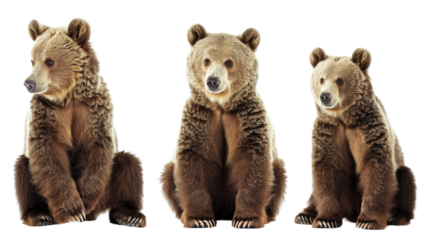 Three brown bears sitting in a row, looking towards the viewer.  The bears have different poses and expressions in isolated on transparent background
