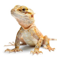 Obraz premium Curious Bearded Dragon on White Background