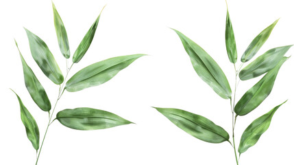 Fototapeta premium Two green leafy branches with long, narrow leaves in isolated on transparent background. Perfect for nature, botany, or design projects.