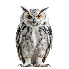 Obraz premium [Transparent Background PNG]Great Horned Owl on White Background