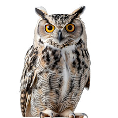 Obraz premium [Transparent Background PNG]Great Horned Owl Portrait on White