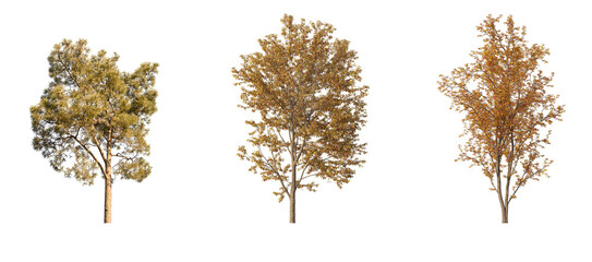 Trees in autumn collection, cutout transparent backgrounds 3d render