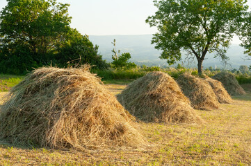 Dried hay is stacked in small piles to protect against morning dew
