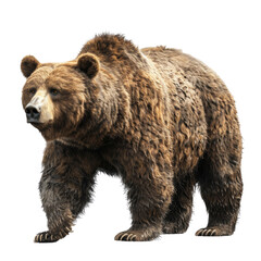 Fototapeta premium A large brown bear stands on all fours, facing forward. It has a thick coat of fur and a powerful build. The bear is isolated on a White background.