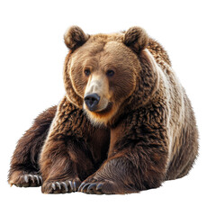 Fototapeta premium A large brown bear sits with a calm expression, looking directly at the viewer. Its fur is thick and textured.