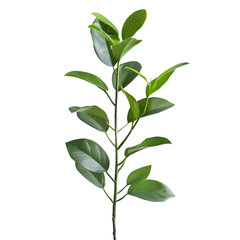 Obraz premium [Transparent Background PNG]Green Leaves on White Background