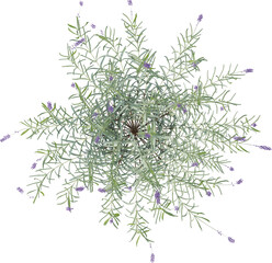 Top view of Lavander plant with Flowers