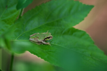 葉に乗っていたアマガエル