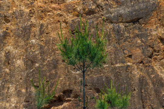 A Tree & Stones