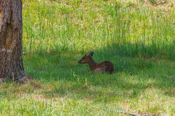 Himalayan Goral