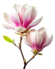 Fototapeta premium Magnolias on a white background ai generated 