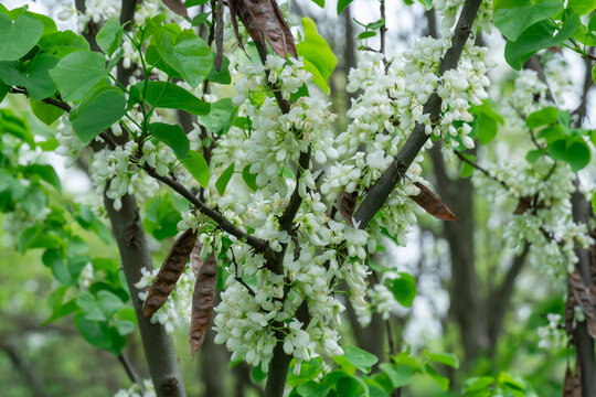 White flowers cercis chinensis shirobana bloom in garden. Deciduous tree or shrub chinese redbud in natural park. Clusters of  tender buds blossom on bare stems in spring. Judas tree family fabaceae.