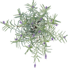 Top view of Lavander plant with Flowers