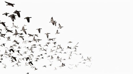 Large group of birds in flight, scattered across the white background