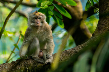 a long tailed macaque relaxing on a shady tree, natural bokeh background