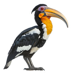 Obraz premium [Transparent Background PNG]Wreathed Hornbill on White Background