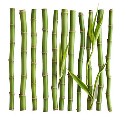 Fototapeta premium [Transparent Background PNG]green bamboo stalks on white background