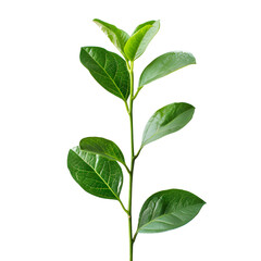 Fototapeta premium [Transparent Background PNG]Green Leaves on a White Background