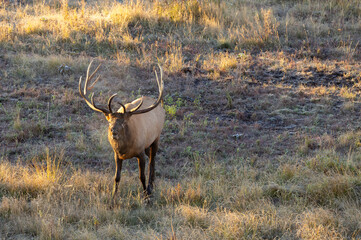 Bull Elk during the Rut in Autumn in Wyoming