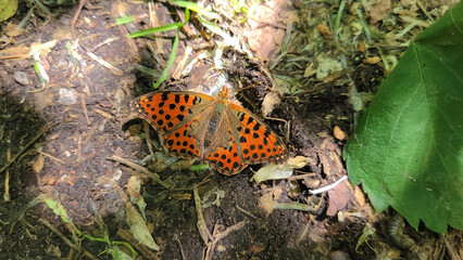 butterfly on leaf