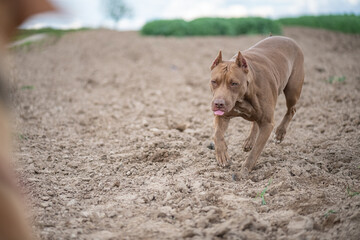 American Pit Bull Terrier plays outdoors.