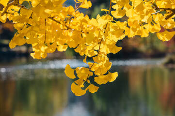 yellow flowers on the water