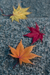 autumn leaves on the ground